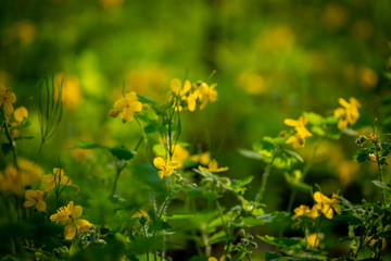 yellow flowers in the garden