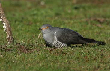A stunning Cuckoo (Cuculus canorus) searching on the ground in a meadow for food.	