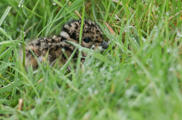 Naklejka na ściany i meble A cute Lapwing chick, Vanellus vanellus, hiding in the long grass in the moorlands of Durham, UK. 