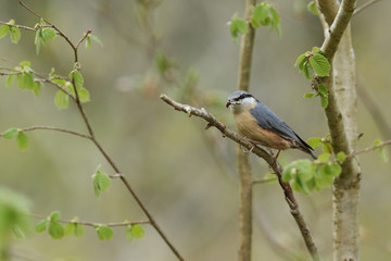Obraz premium A beautiful Nuthatch, Sitta europaea, perching in a tree with nesting material in its beak.