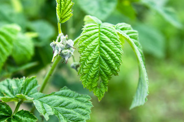 Small buds of raspberry flowers on a branch. Selective focus.