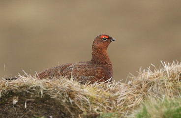 A beautiful Red Grouse, Lagopus lagopus, in the moorland in the UK.