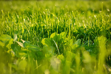 green grass with water drops
