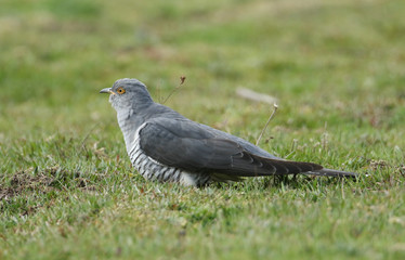 A stunning Cuckoo (Cuculus canorus) searching on the ground in a meadow for food.	