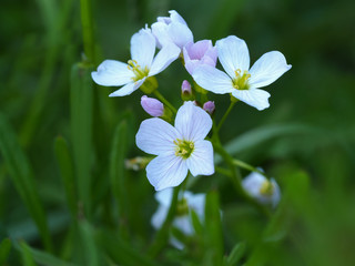 Delicate mauve flowers and buds of the cuckoo flower (Cardamine pratensis) in a spring meadow