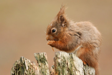 A stunning Red Squirrel, Sciurus vulgaris, sitting on a tree stump eating a nut.
