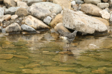 A cute baby Dipper, Cinclus cinclus, standing on a rock in the middle of a river. It is waiting for its parent to come back and feed it.