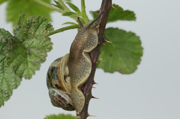 A Garden Snail, Helix aspersa, climbing up the stem of a thorny bramble bush.