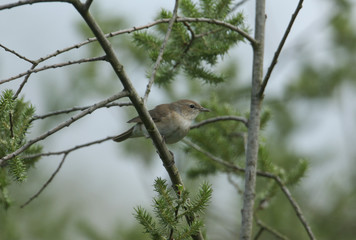 A pretty Garden Warbler, Sylvia borin, perched on a willow tree.