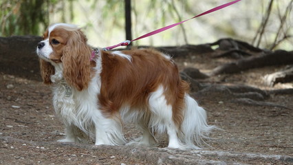 dog spaniel king charles cavalier may 2019