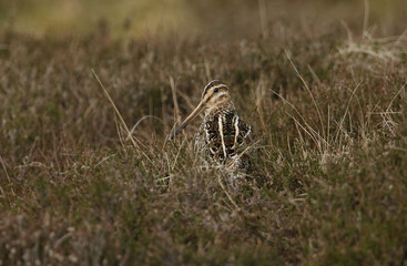 A pretty Snipe, Gallinago gallinago, standing amongst the heather in the moors of Durham, UK.