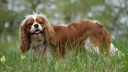 dog spaniel king charles cavalier may 2019