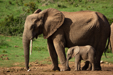 Obraz premium Mother and Baby Elephant in Addo Elephant Park