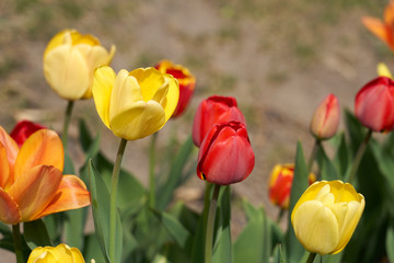 Obraz premium Red and yellow tulips with blurred background bokeh.