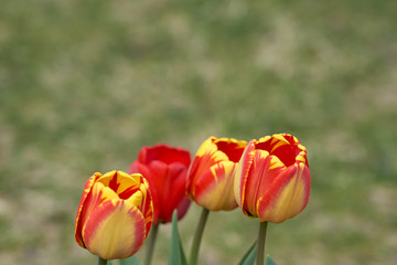 Red and yellow tulips with blurred background bokeh.