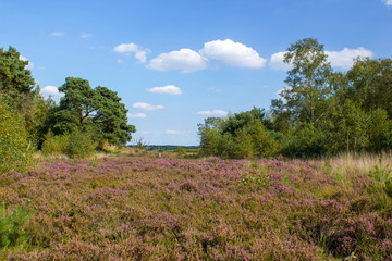 Heathland in National Park Maasduinen in the Netherlands