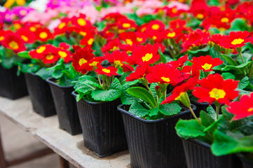 Garden greenhouse. Agribusiness