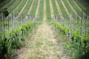 Fototapeta na wymiar Rows Of Vineyard Grape Vines. Spring Landscape