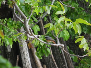 green tree in the garden