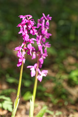 Fototapeta premium Early Purple Orchids in woodland, Orchis mascula