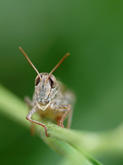 Heuschrecke