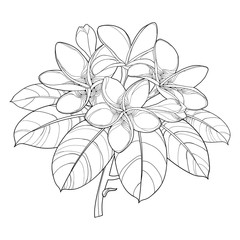 Branch of outline Plumeria or Frangipani flower bunch, bud and ornate leaf in black isolated on white background.