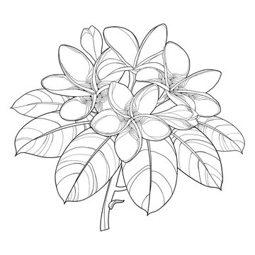 Frangipani flowers hand draw vintage engraving Vector Image