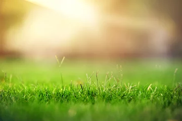 Photo sur Plexiglas Herbe Concept d& 39 arrière-plan printemps et nature, gros plan sur le champ d& 39 herbe verte avec parc flou et lumière du soleil.