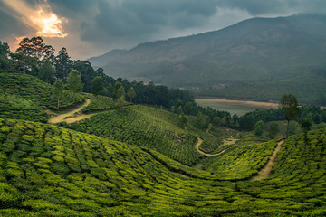 munnar tea plantation at sunset kerala india green