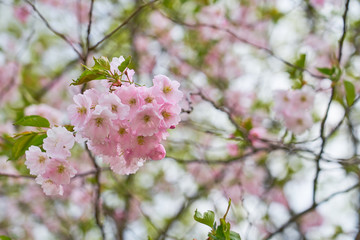 Branch of pink apple blossoms with blurred background.