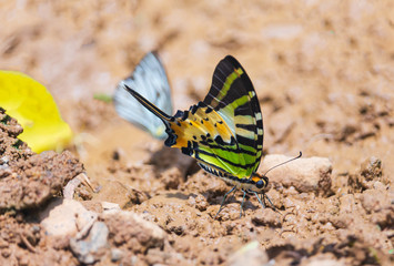 butterfly With beautiful on the ground