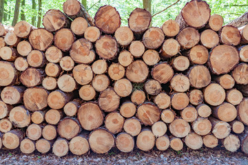 Holzpolter, gestapelte Baumstämme im sonnigen Wald
