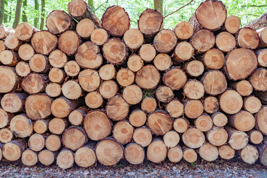 Holzpolter, gestapelte Baumst&auml;mme im sonnigen Wald