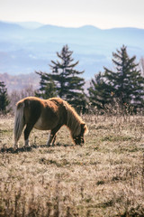 Wild Ponies at Grayson Highlands State Park in Jefferson National Forest in Virginia 
