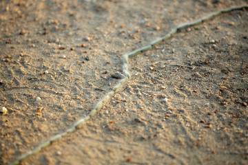 processionary caterpillars on the move