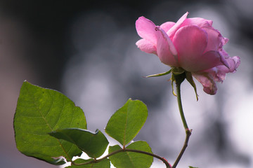 rosa di primavera