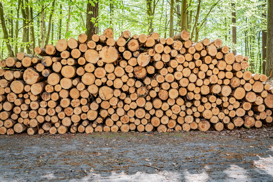 Holzpolter, gestapelte Baumst&auml;mme im sonnigen Wald