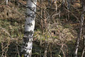 Birch tree