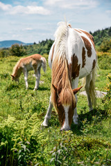 Naklejka na ściany i meble Wild Ponies at Grayson Highlands State Park in Jefferson National Forest in Virginia 