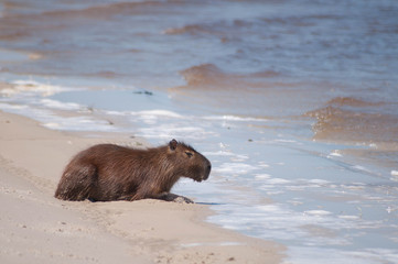 Obraz premium Capybara in water