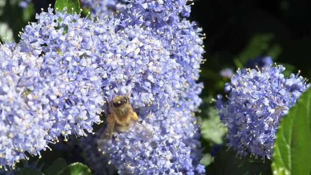 Bee pollinating blue flowers in a garden