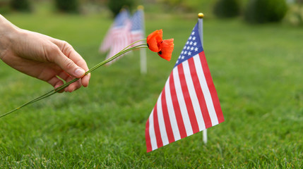 Memorial day. Hand of a woman with red flowers on cemetery honoring on memorial day