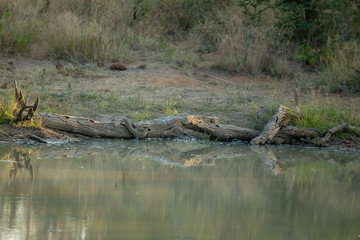 A water monitor lizard going into the hole in the log