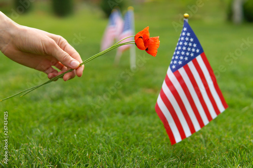 Woman hand with flowers honoring american soldiers on memorial day. Memorial day concept