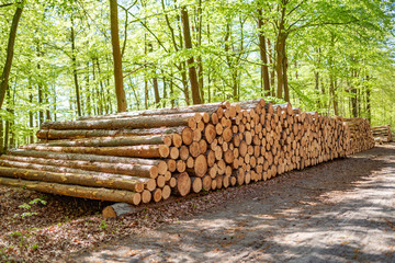Holzpolter, gestapelte Baumstämme im sonnigen Wald