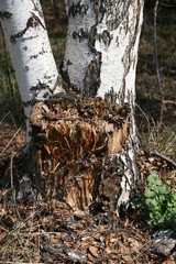 Stump