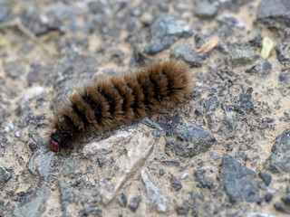 Caterpillar of Amata phegea. Nine spotted tiger moth.