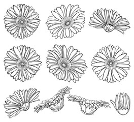 Set with outline Gerbera or Gerber flower head and ornate bud in black isolated on white background. - obrazy, fototapety, plakaty
