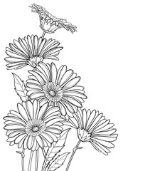 Corner bouquet of outline Gerbera or Gerber flower in black isolated on white background.