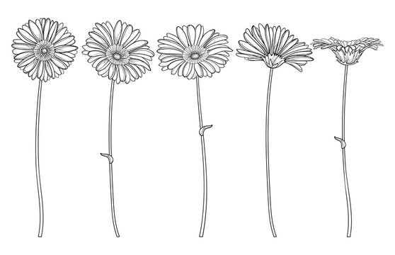 Set with outline Gerbera or Gerber flower and ornate bud in black isolated on white background.